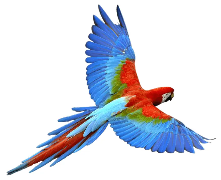 Flying Macaw with Colorful Feathers