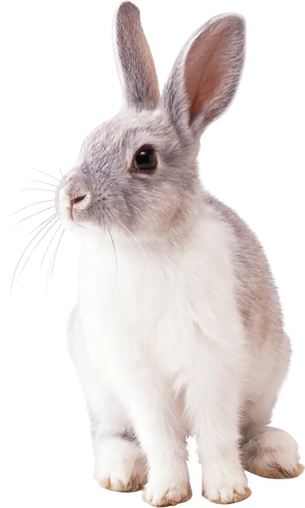 Gray and White Rabbit Looking Sideways