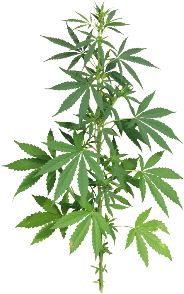 Tall Cannabis Plant