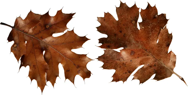 Brown Oak Leaves in Autumn