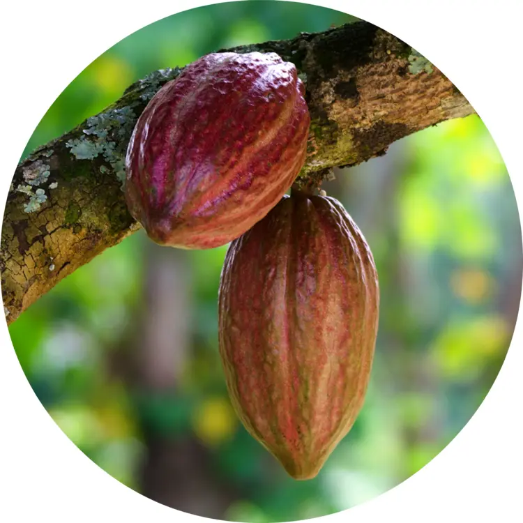 Cocoa Pods on Tree