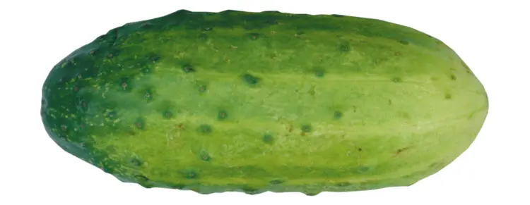 Fresh Green Cucumber