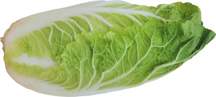 Fresh Napa Cabbage