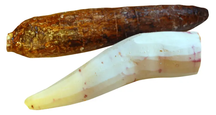 Brown and White Cassava Root