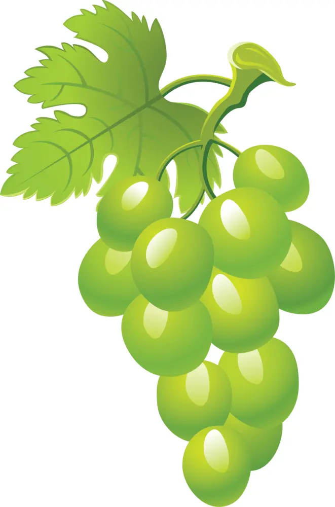 Fresh Green Grapes on Vine