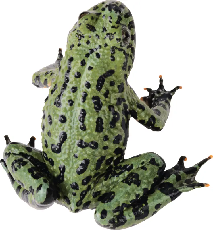 Green Spotted Frog