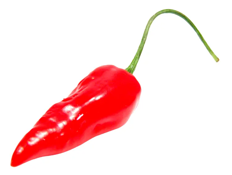 Spicy Red Chili Pepper