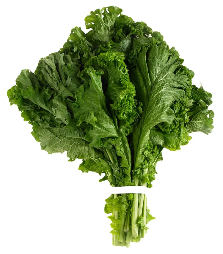 Bunch of Fresh Mustard Greens