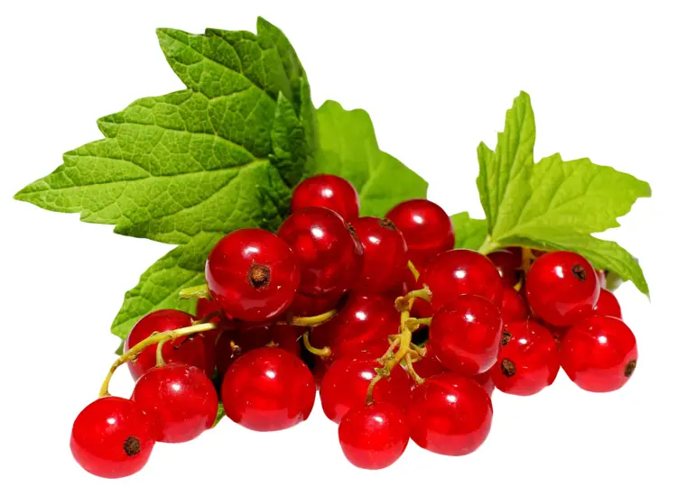 Fresh Red Berries with Leaves
