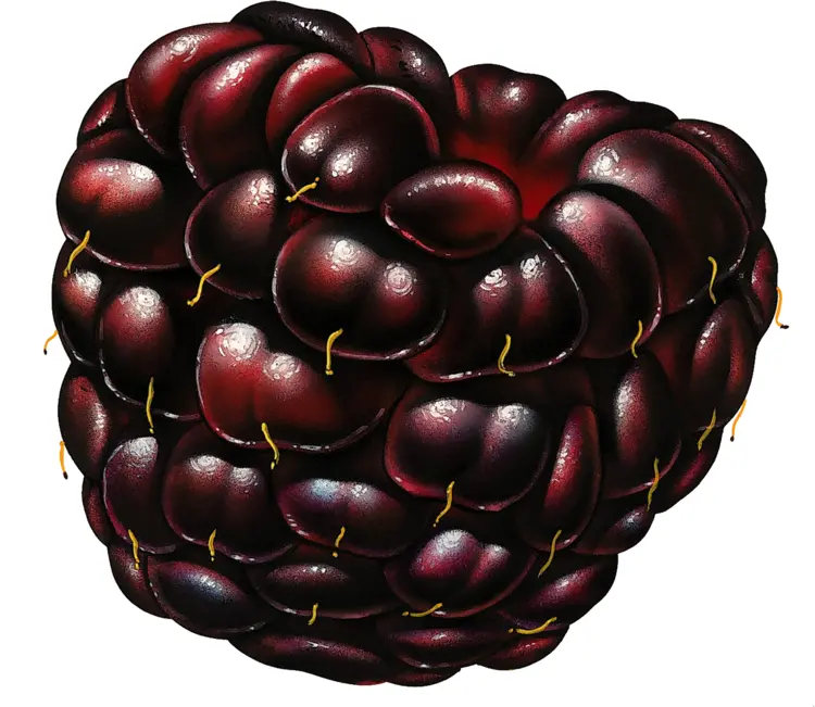 Realistic Blackberry Cluster