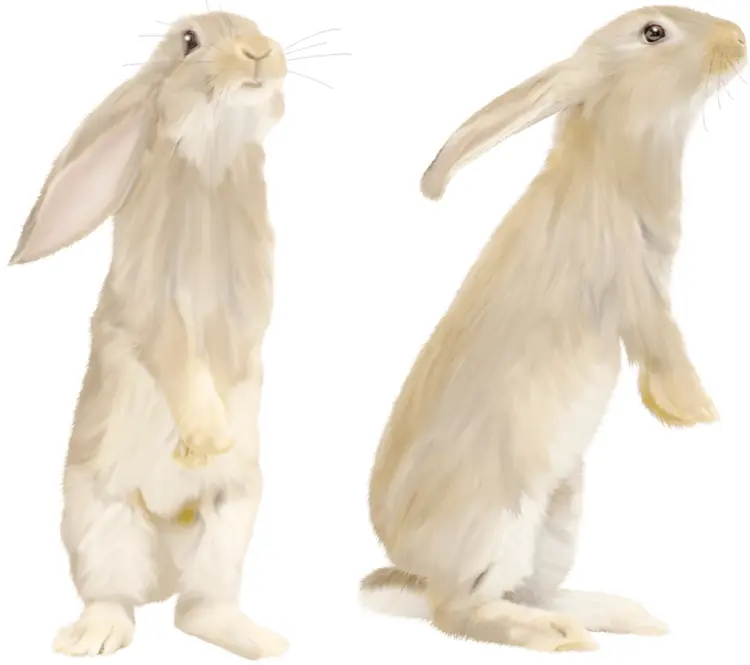 Two White Rabbits Standing