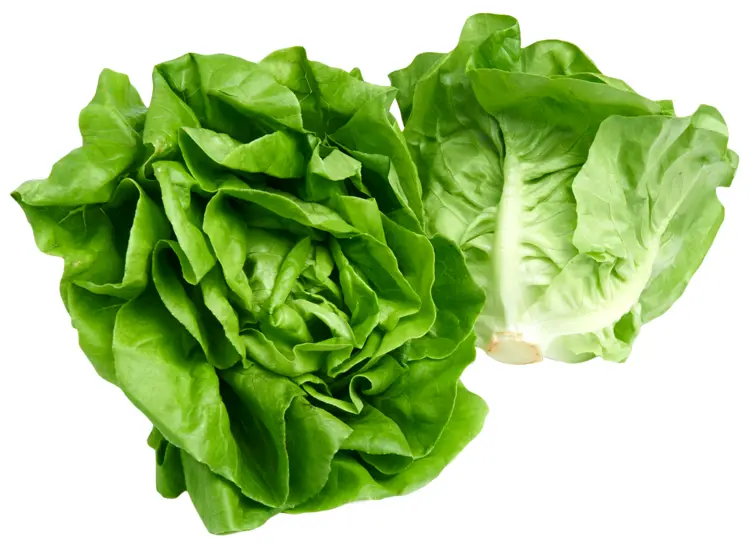 Green Lettuce Heads