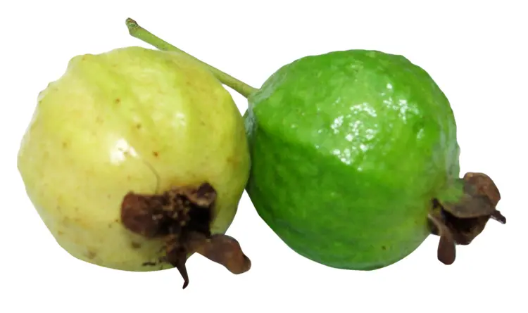 Two Fresh Guavas, One Green and One Yellow