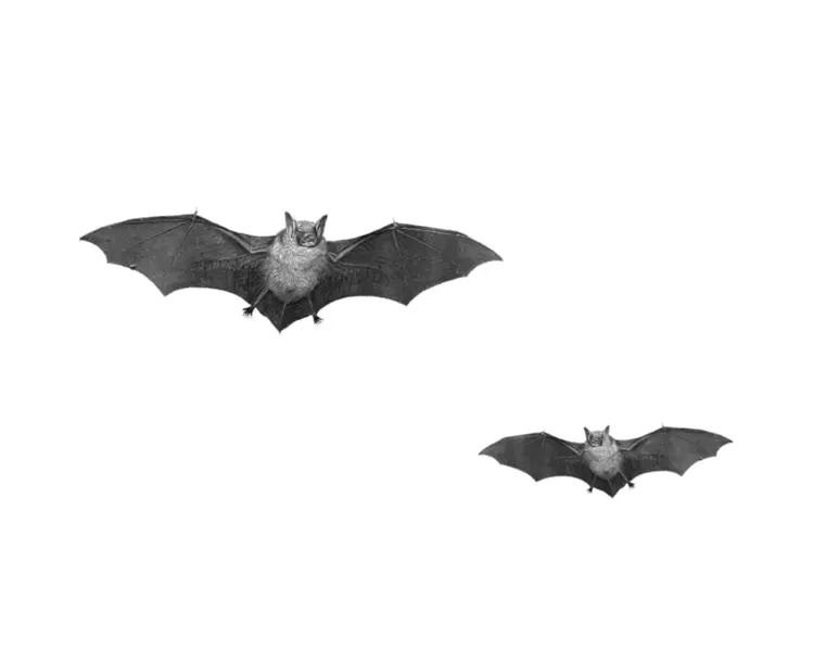 Flying Bats in the Night Sky