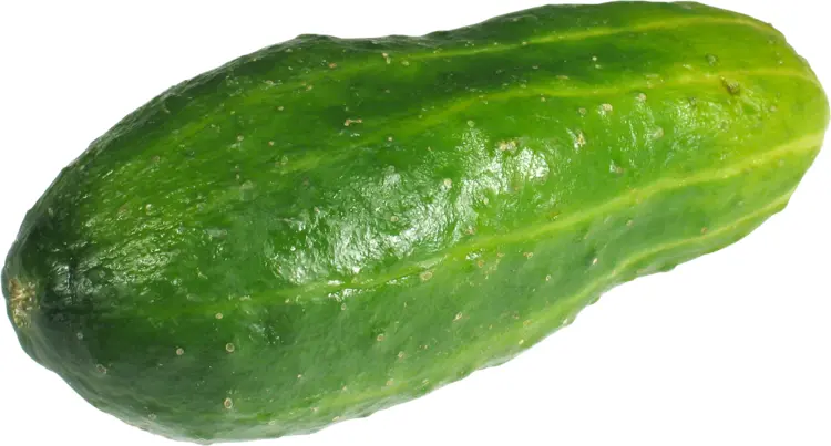 Single Green Pickle