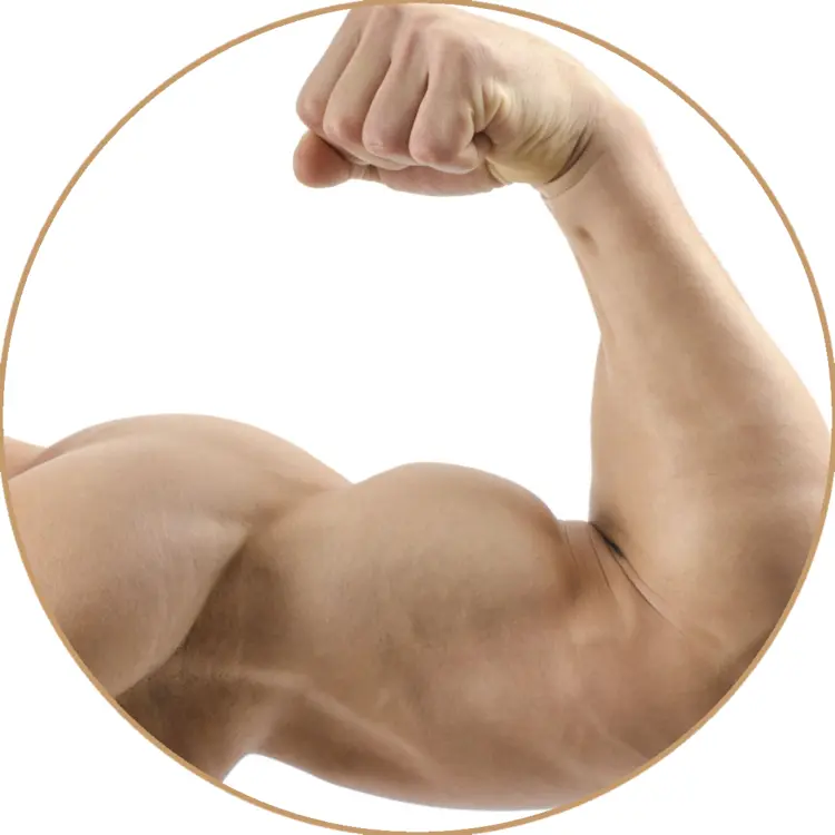 Flexed Arm Showing Bicep