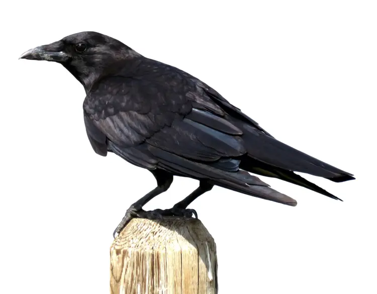 Black Crow Perched on a Post