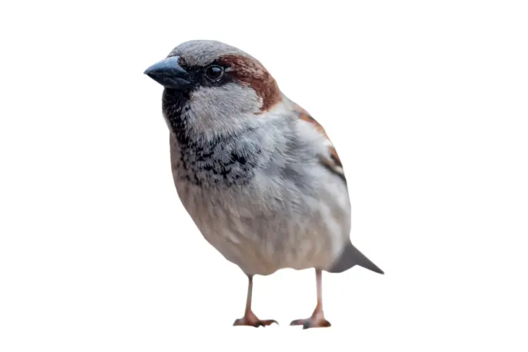 Small Sparrow on Transparent Background