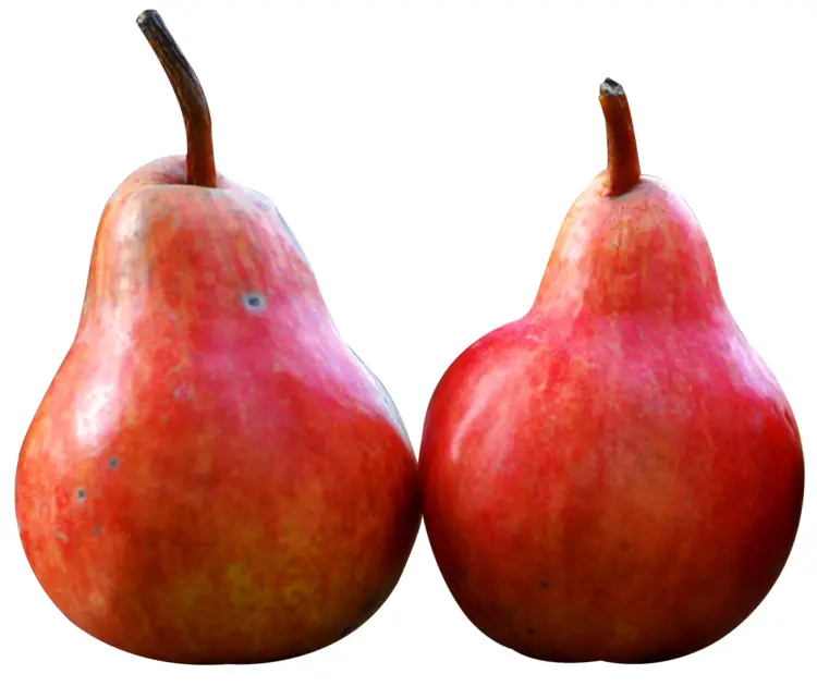 Red Pears