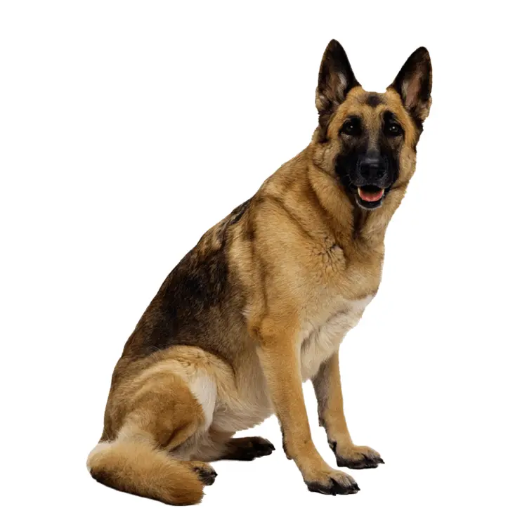 Sitting German Shepherd Dog