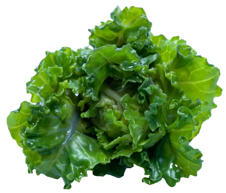 Fresh Green Lettuce
