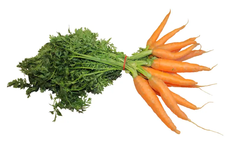 Fresh Orange Carrots