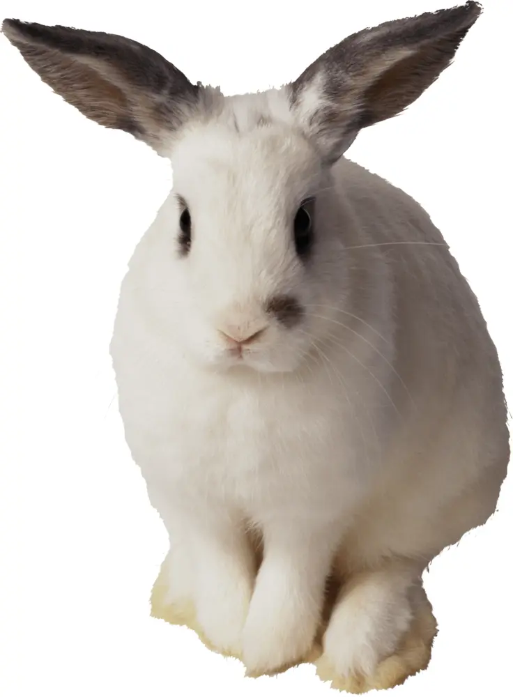 Adorable White Rabbit with Black Ears