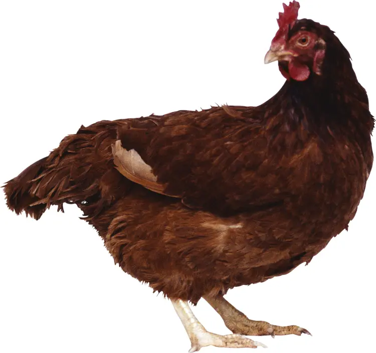 Brown Chicken on Transparent Background