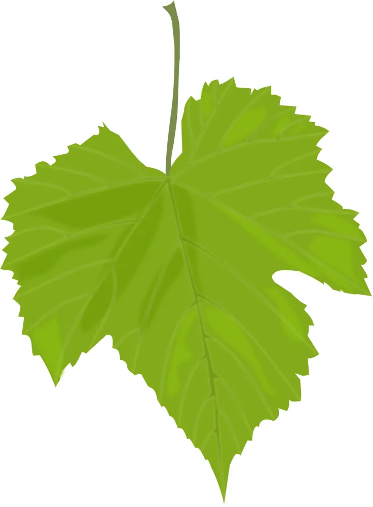 Single Green Leaf
