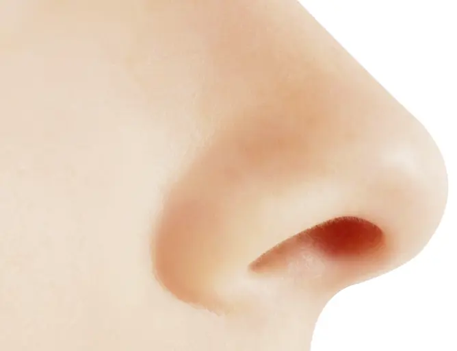 Profile View of a Human Nose