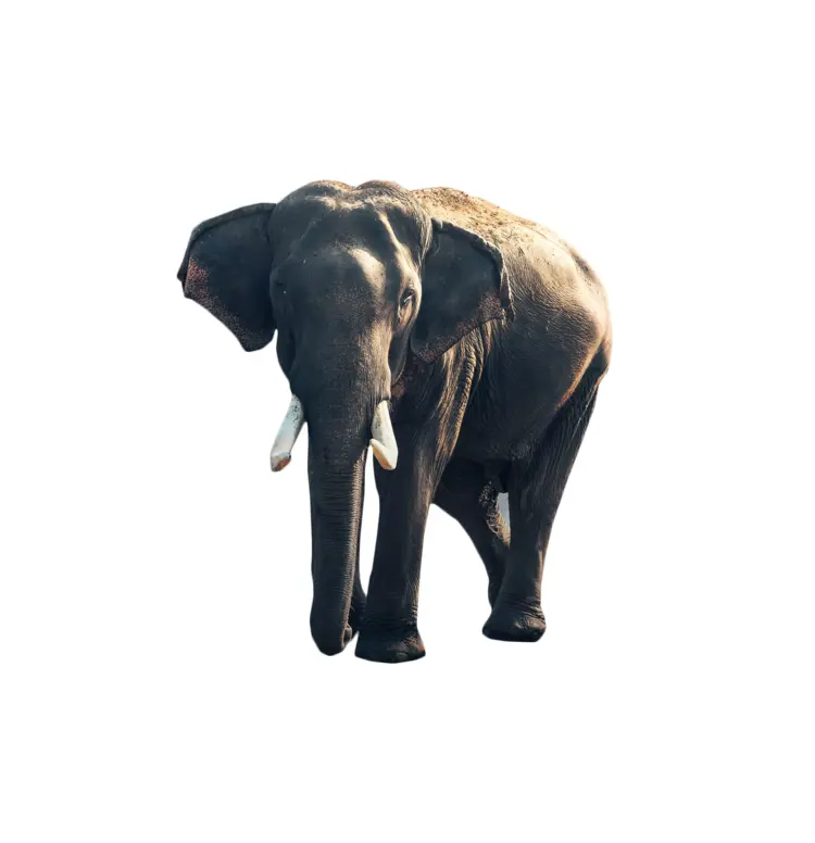 Large Elephant in Natural Habitat