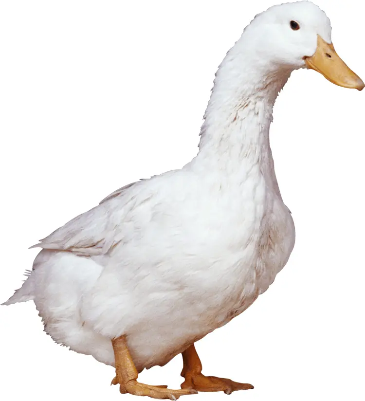 White Duck Standing