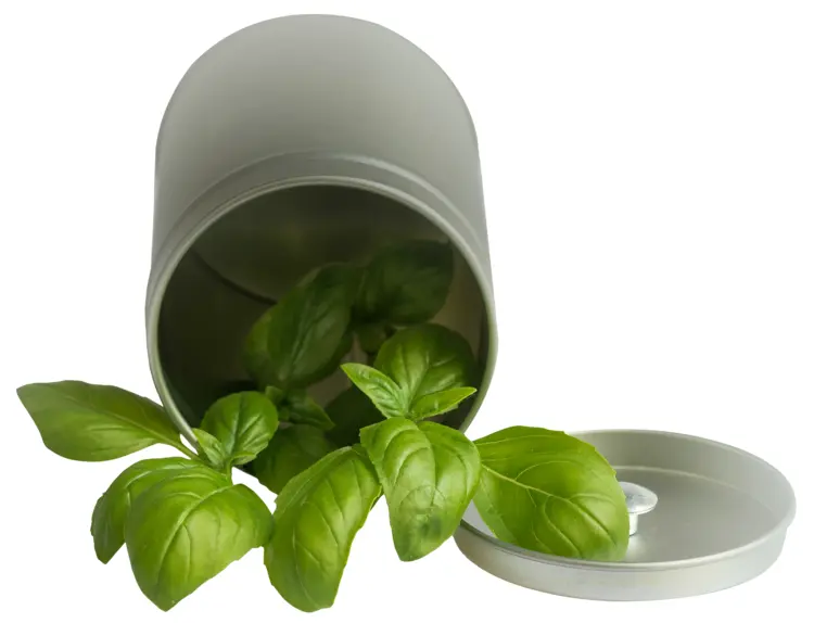 Fresh Green Basil Leaves