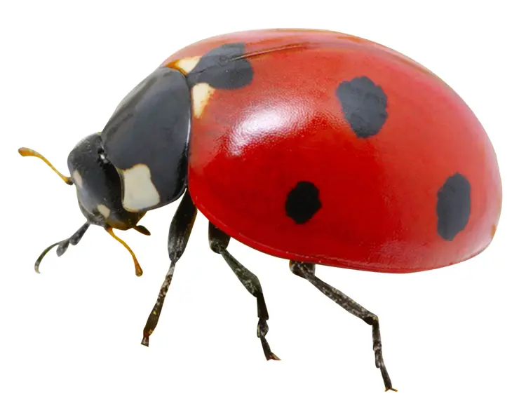 Red Ladybug on Transparent Background