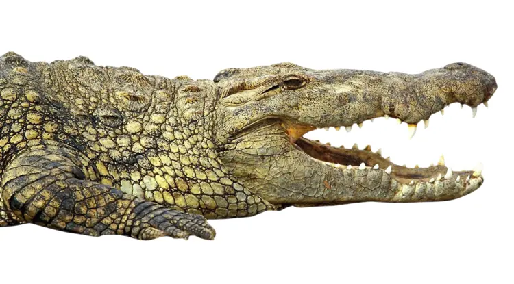 Crocodile with Open Mouth