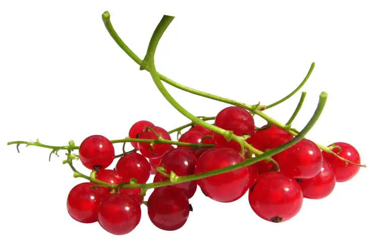 Cluster of Red Berries on Stem