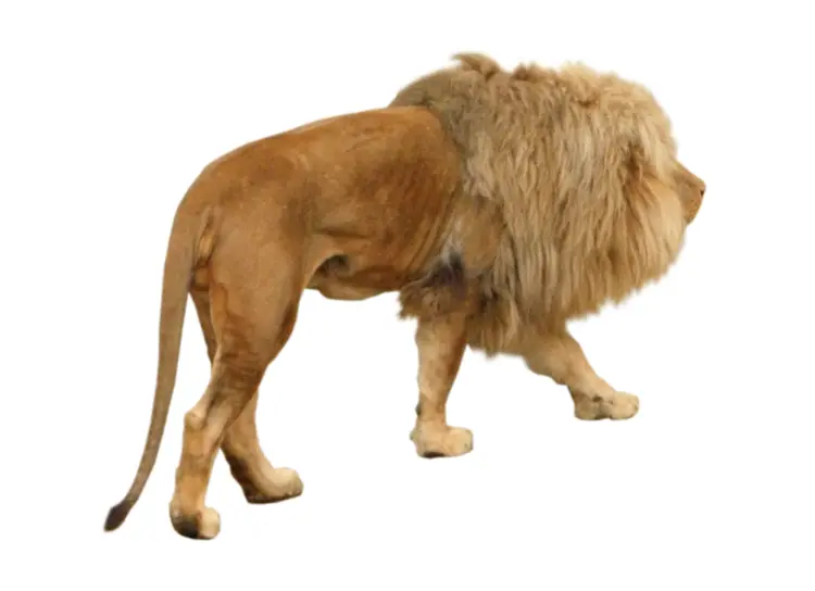 Lion Walking