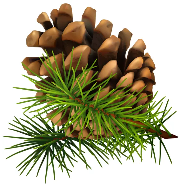Single Pine Cone and Branch Illustration