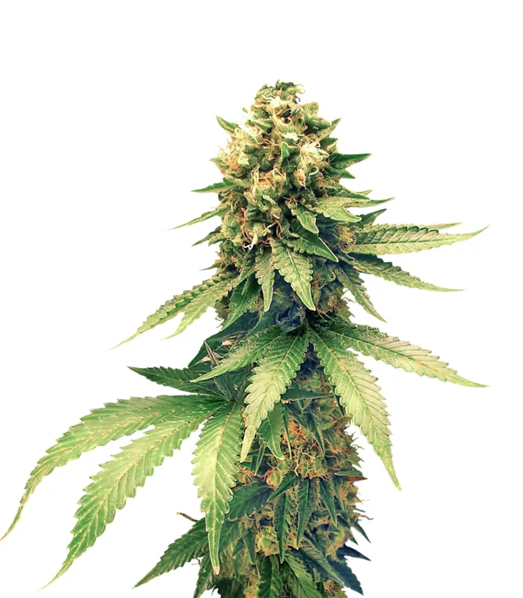 Cannabis Flower with Green Leaves