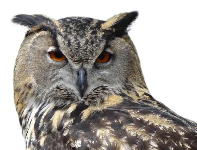 Majestic Owl with Piercing Eyes