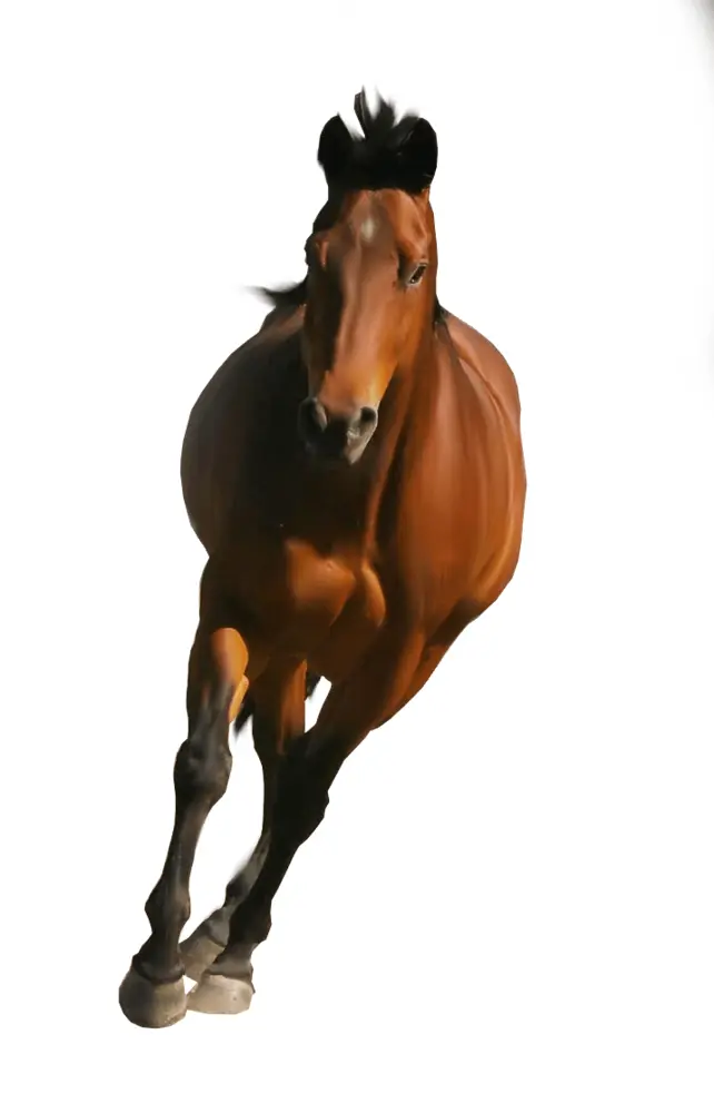 Brown Horse Running