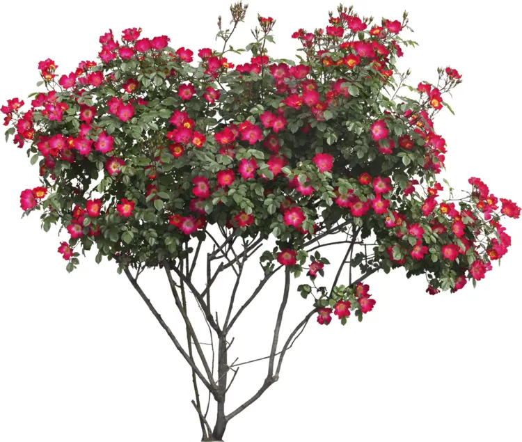 Red Flowers with Green Leaves