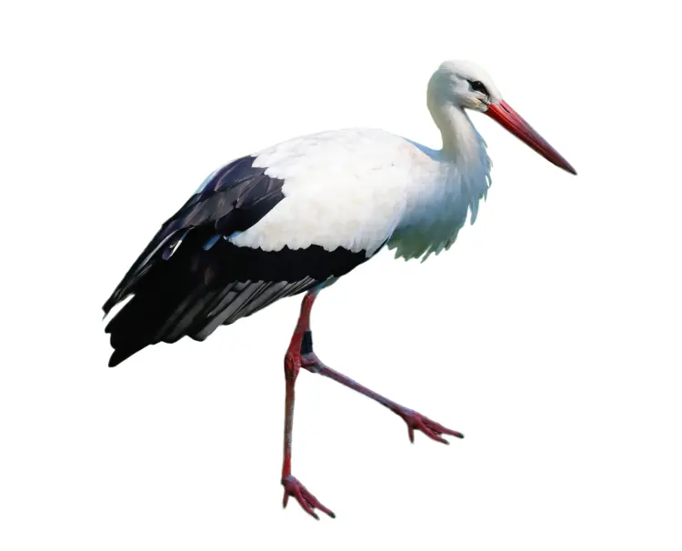 Stork with Long Legs and Beak