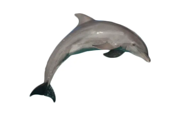 Gray Dolphin Leaping