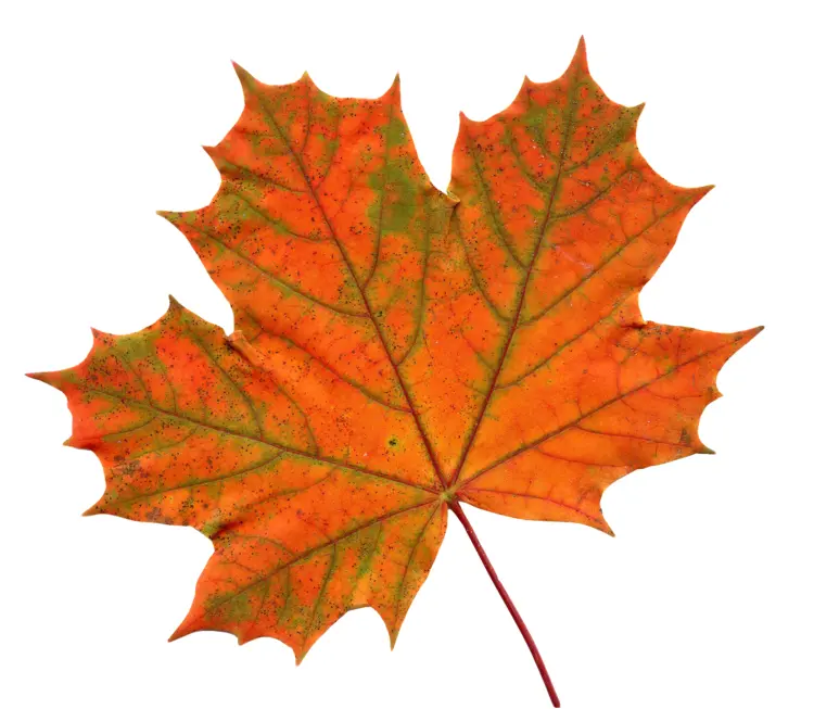 Orange Autumn Leaf