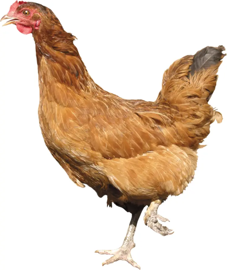 Brown Chicken on Transparent Background