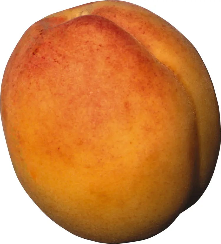 Yellow and Orange Apricot