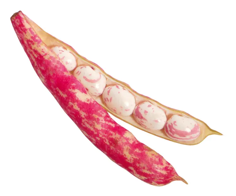 Red Bean Pod