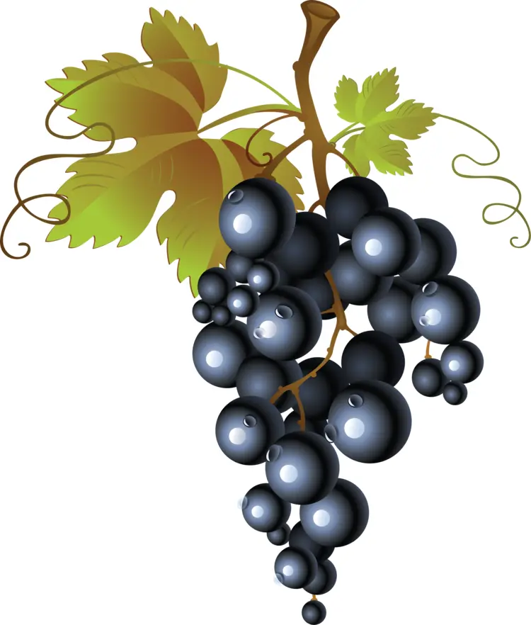 Black Grapes with Vines and Leaves