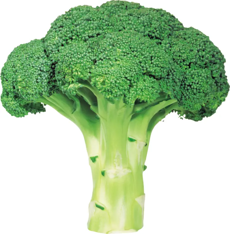 Fresh Broccoli Floret